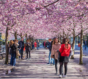 Cosa vedere nella City a Stoccolma: Kungsträdgården